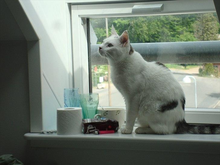 Huskat Walter - Sisses Kat billede 19