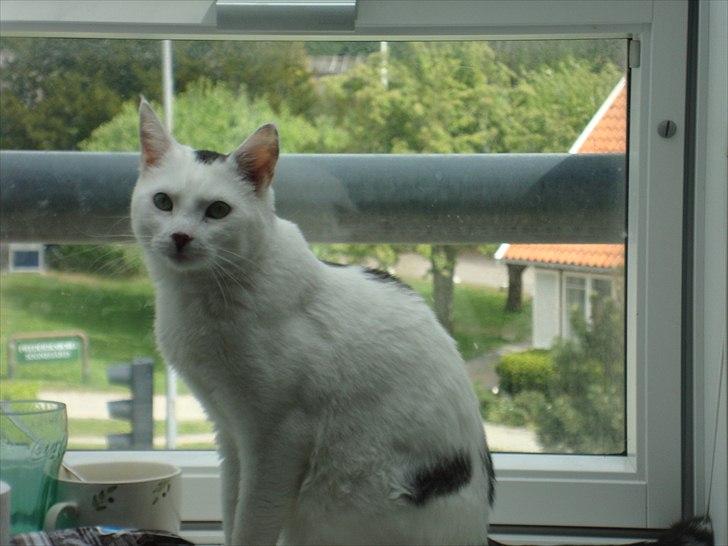 Huskat Walter - Sisses Kat billede 20