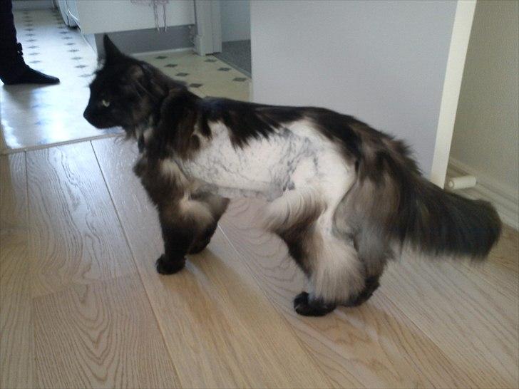 Blanding af racer Nimmer - Klippet d. 3. maj 2011.  billede 10