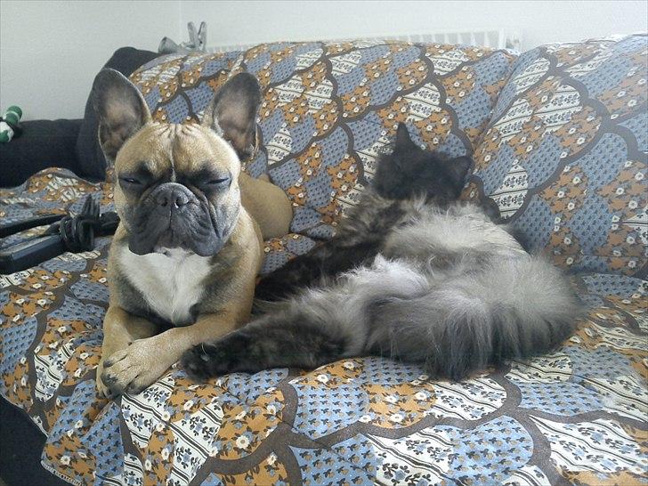 Blanding af racer Nimmer - Nimmer og Willie slapper af :-) billede 11