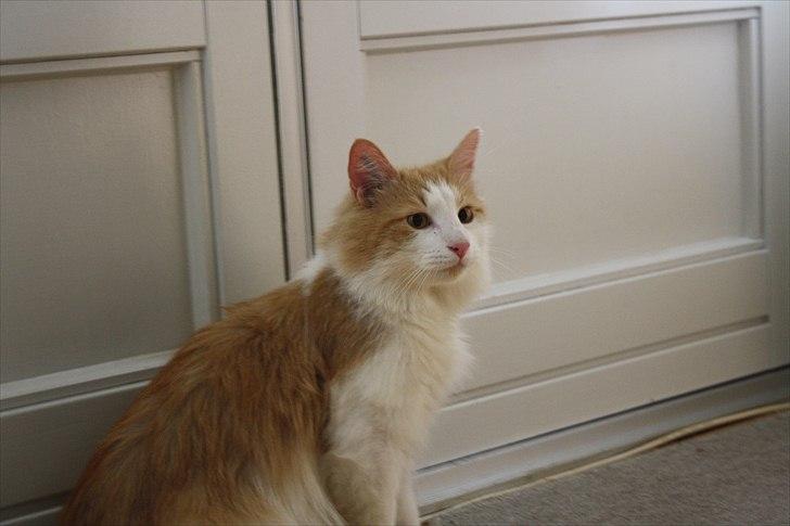 Blanding af racer felix billede 7