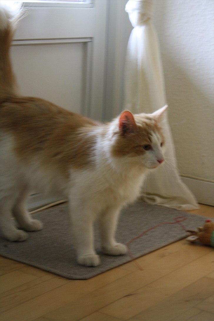 Blanding af racer felix billede 8