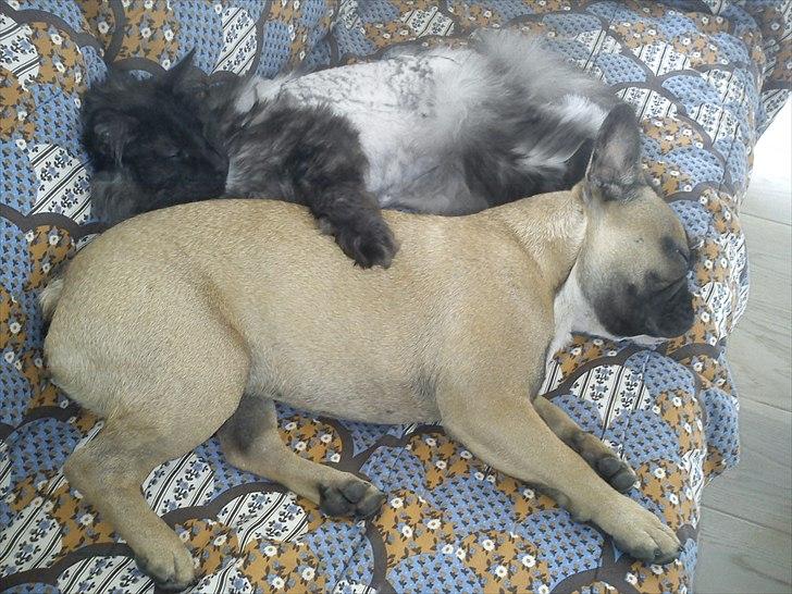 Blanding af racer Nimmer - Hurtigt gode venner :-) billede 12