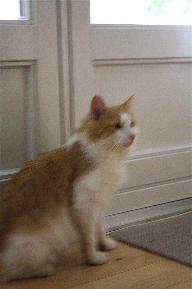 Blanding af racer felix billede 9