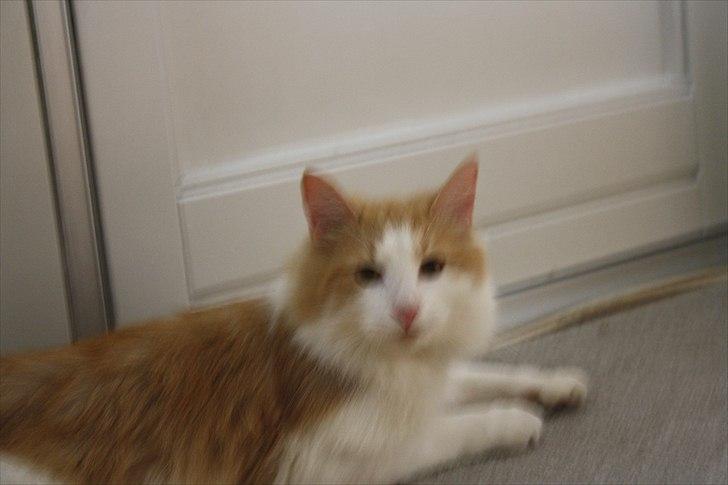 Blanding af racer felix billede 10