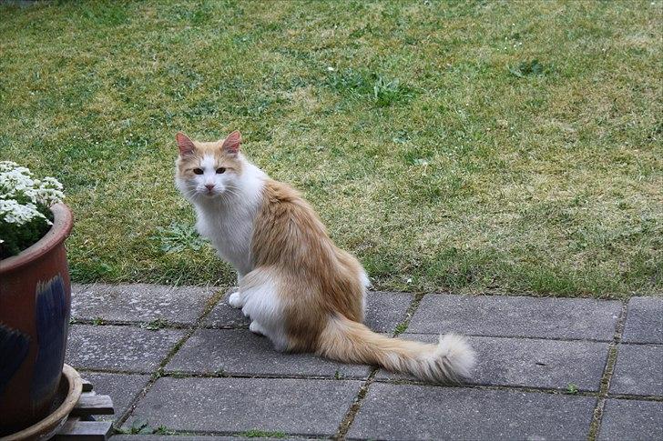 Blanding af racer felix billede 11