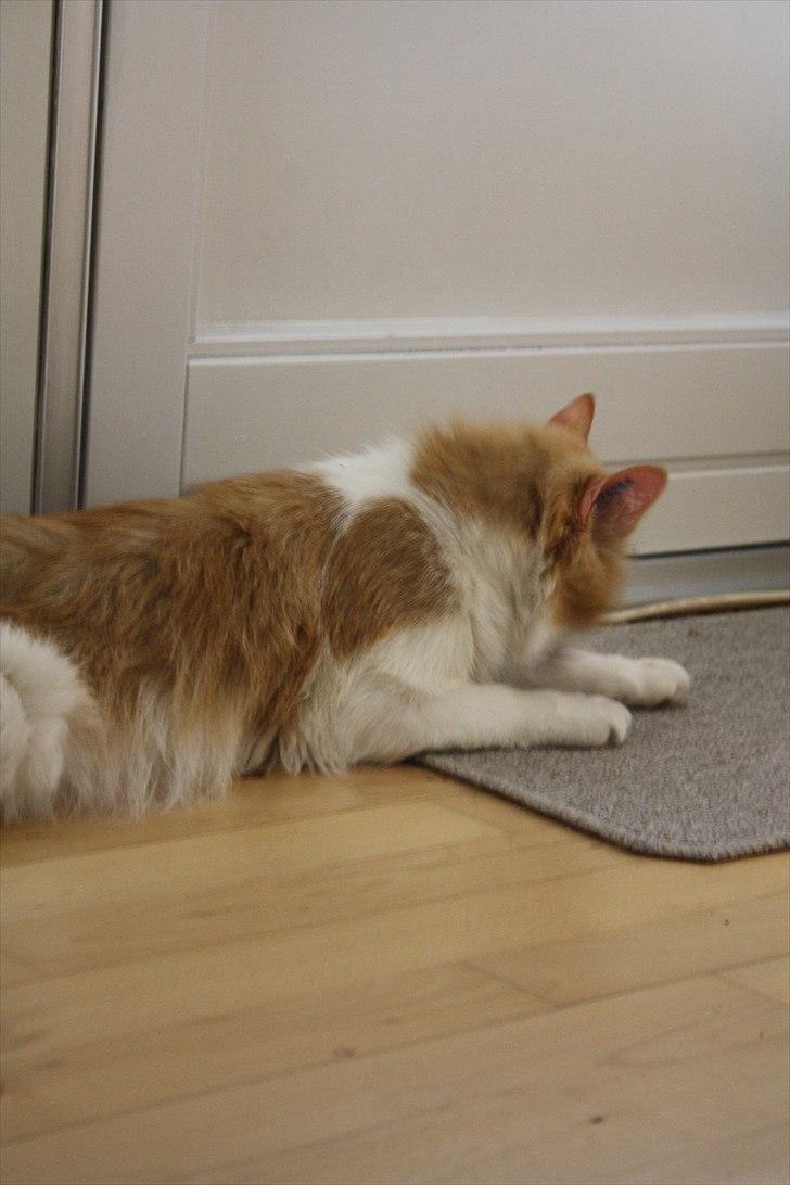 Blanding af racer felix billede 12