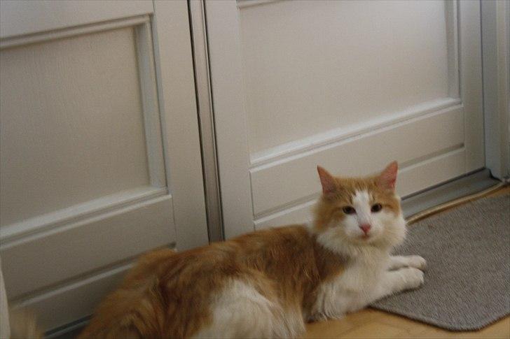 Blanding af racer felix billede 13