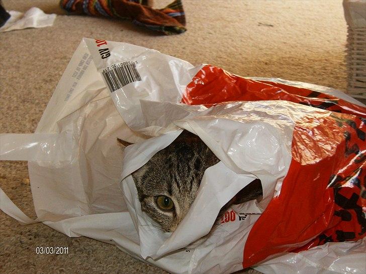 Huskat kia - i see you billede 13