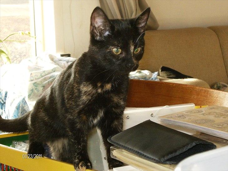 Huskat Limea billede 11