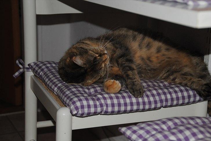 Huskat Dina - Dinas egen stol i køkkenet, men hun har også sin egen kontorstol ved mit skrivebord :D billede 1