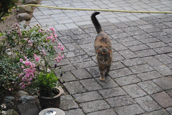 Huskat Dina - Dina på en lille gå tur. billede 2