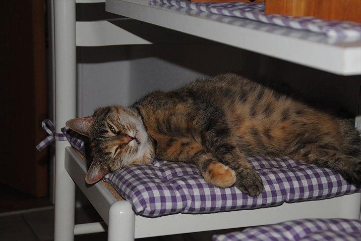 Huskat Dina billede 3