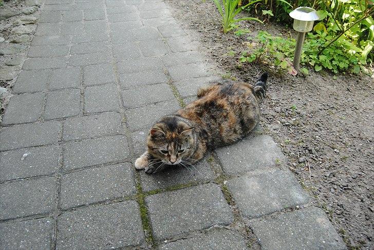Huskat Dina - Nyder vejret på terrassen :) billede 4