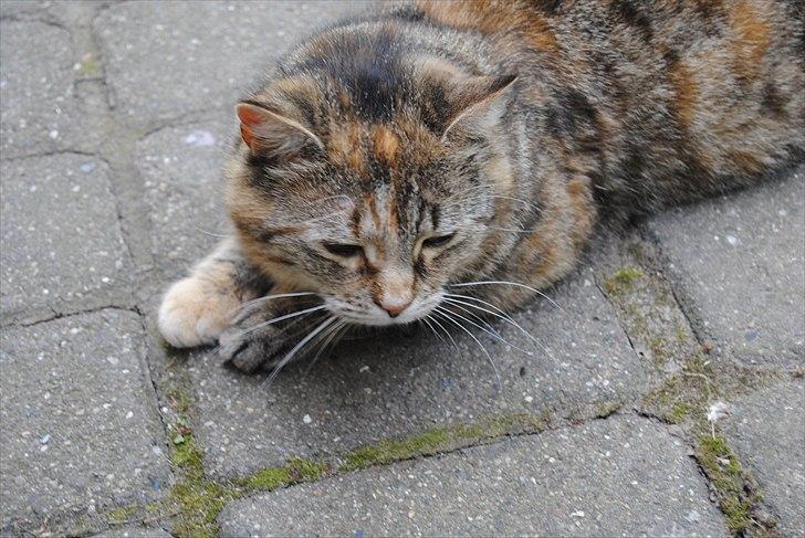 Huskat Dina billede 5