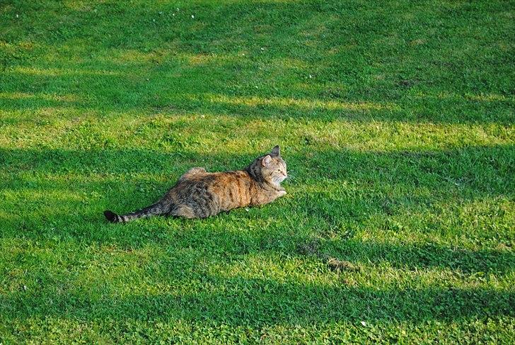 Huskat Dina - Godt vejr i haven :D billede 6