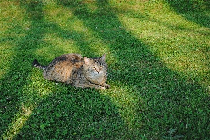 Huskat Dina billede 7