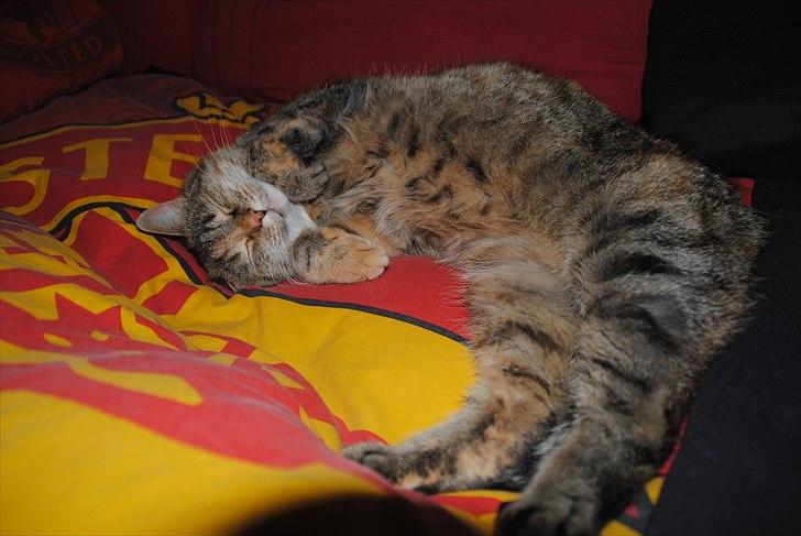 Huskat Dina - Nus mig på maven :D (Det bedste hun ved) billede 8