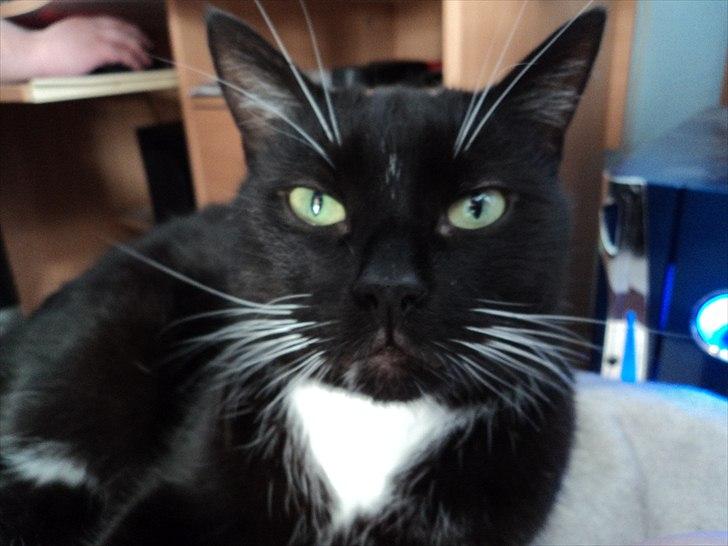 Blanding af racer Pusser R.I.P. billede 13