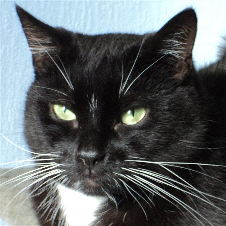 Blanding af racer Pusser R.I.P. billede 14