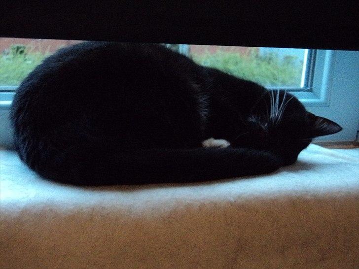 Blanding af racer Pusser R.I.P. billede 15