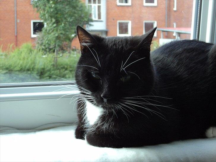 Blanding af racer Pusser R.I.P. billede 16