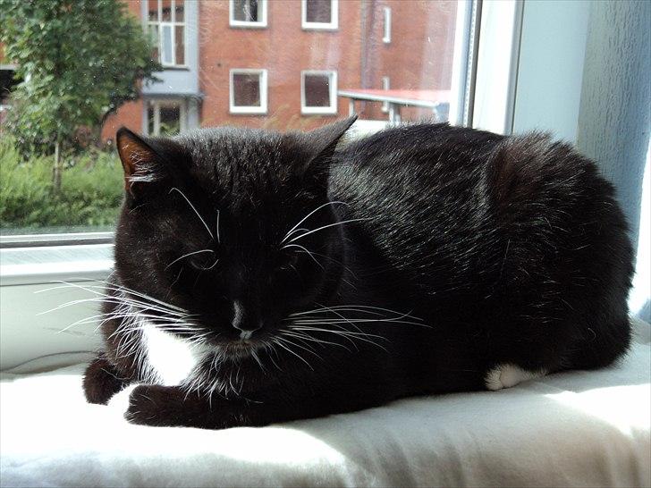 Blanding af racer Pusser R.I.P. billede 17