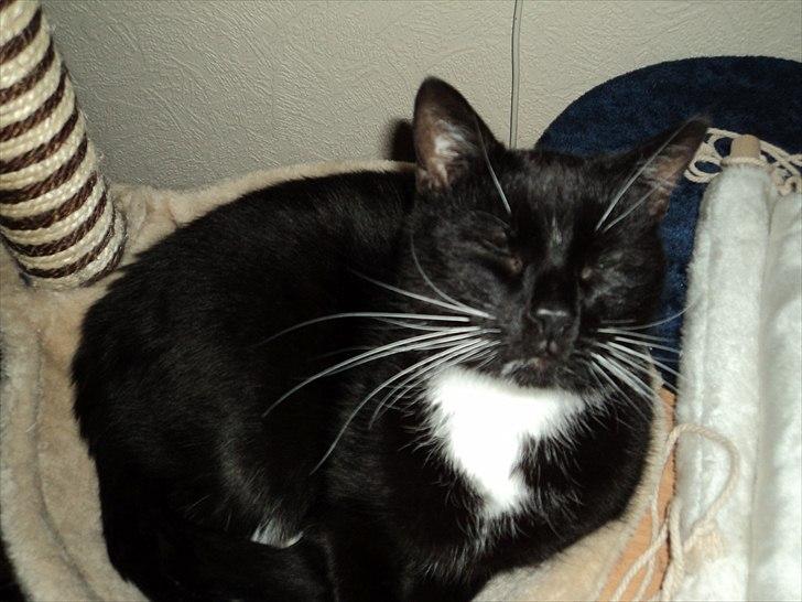 Blanding af racer Pusser R.I.P. billede 18