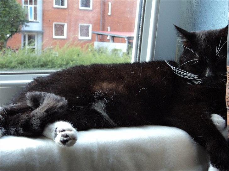 Blanding af racer Pusser R.I.P. billede 19