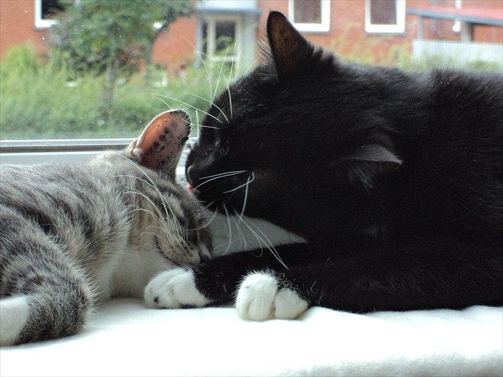 Blanding af racer Pusser R.I.P. billede 20