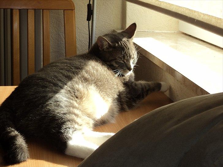 Huskat Zig Zag (Basse) - Arh, så kom solen frem :) billede 9