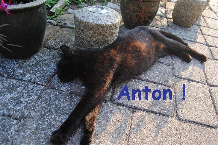 Huskat Anton - Sådan sover han altid :D  billede 1