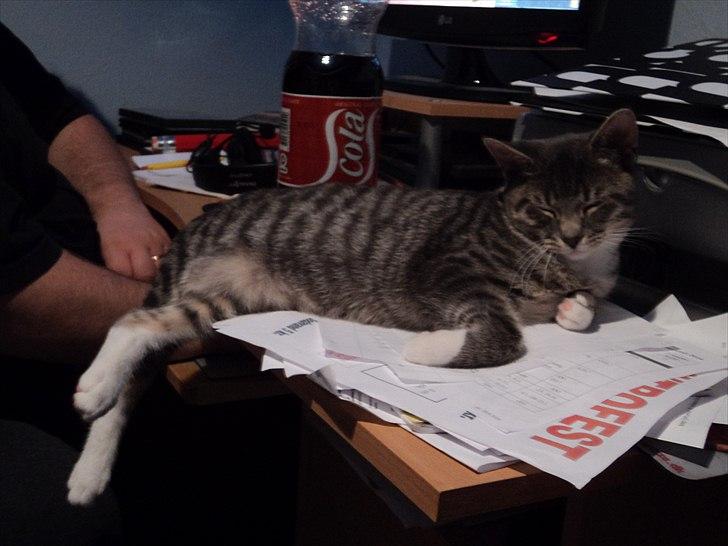 Huskat Zig Zag (Basse) - elsker at sove tæt på mor og far :) billede 10