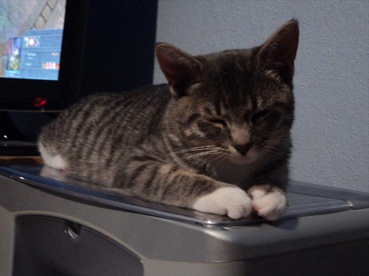 Huskat Zig Zag (Basse) - dengang jeg var lille - nu kan jeg ikke ligge på printeren mere :( billede 11