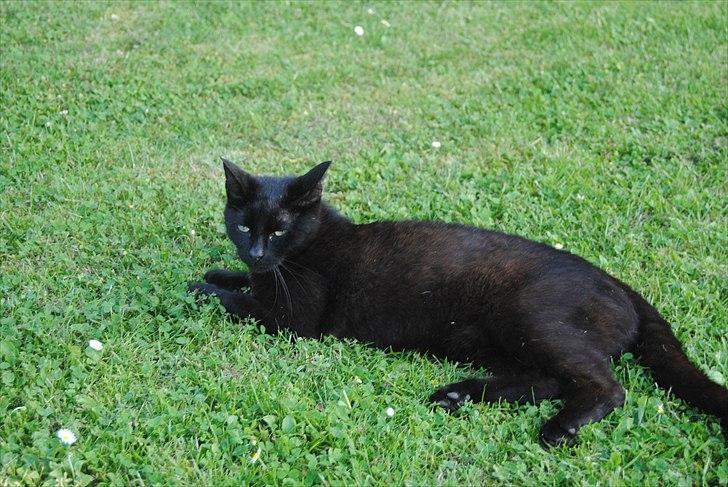 Huskat Anton billede 2