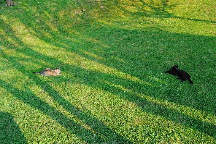 Huskat Anton - Anton og Dina i haven :D billede 3