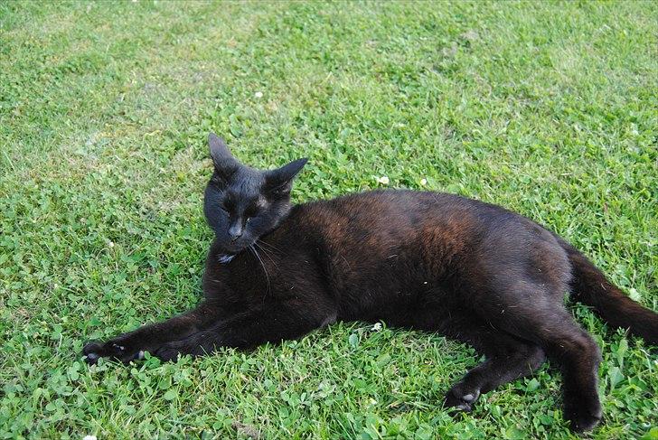 Huskat Anton billede 4