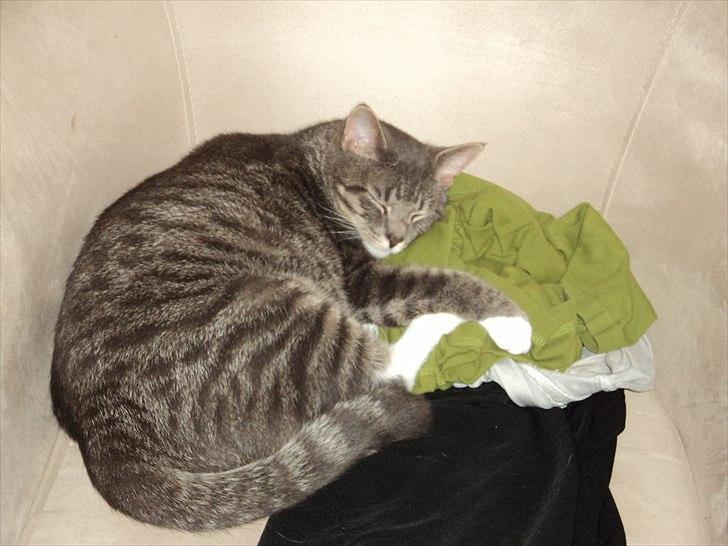 Huskat Zig Zag (Basse) - er faldet omkuld på mors tøj - mmm dufter så dejligt at moar <3 billede 12