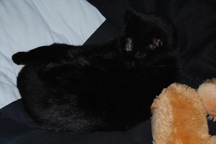 Huskat Anton - Dette billed er taget lige efter han blev angrebet af en hund, derfor såret i hovedet. Nu har han et "ar" hvor han mangler lidt pels, kan ses på de andre billeder... :D billede 5