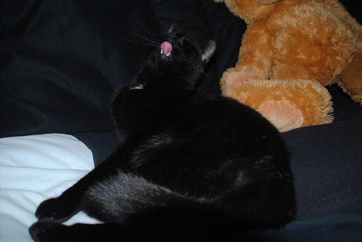 Huskat Anton - Fedt billed :D  billede 6