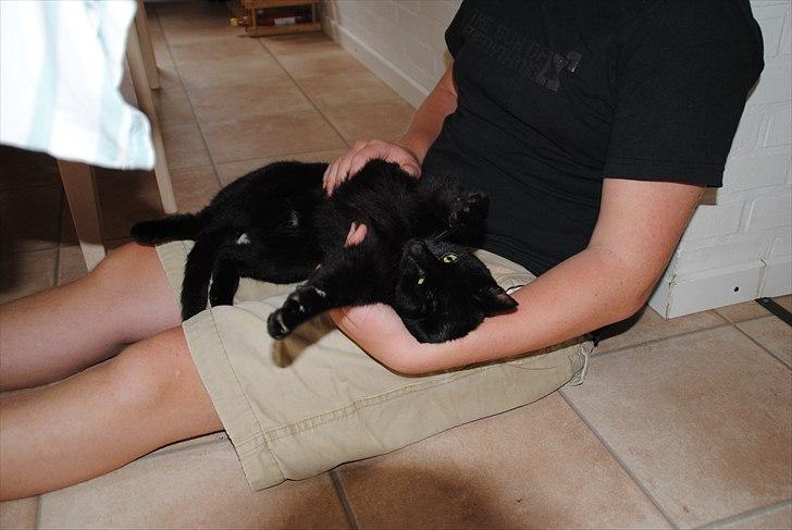 Huskat Anton - Bare kom an!!!! :D billede 7