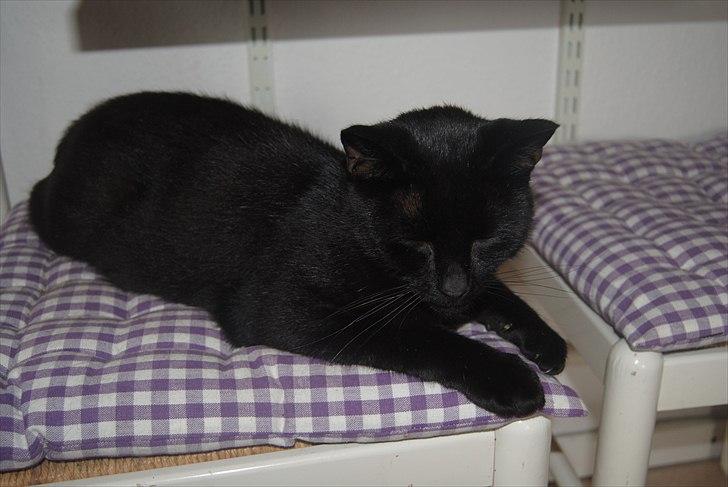 Huskat Anton billede 8