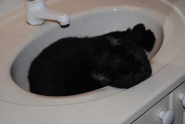 Huskat Anton - Dette gør han tit :D billede 9