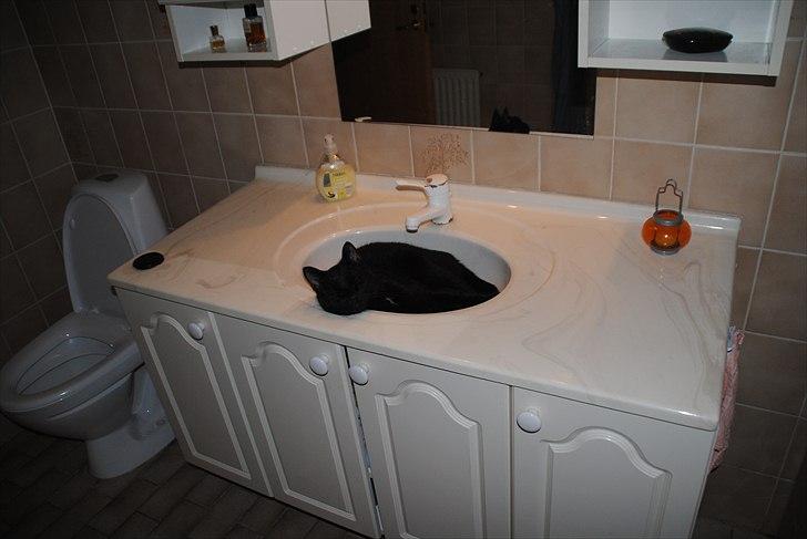 Huskat Anton - Hvis det ikke er vasken, er det gulvet da der er varme i :D billede 10