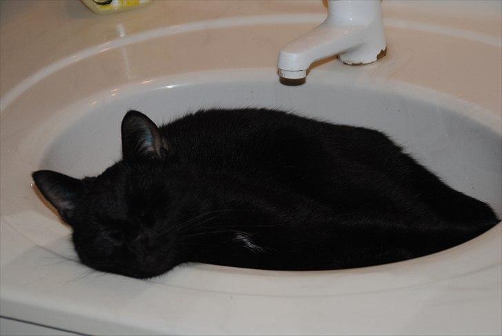 Huskat Anton billede 11