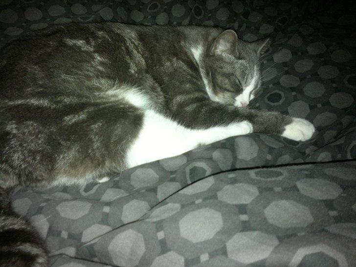 Huskat Freja - mmm dejligt at sove i sengen billede 16