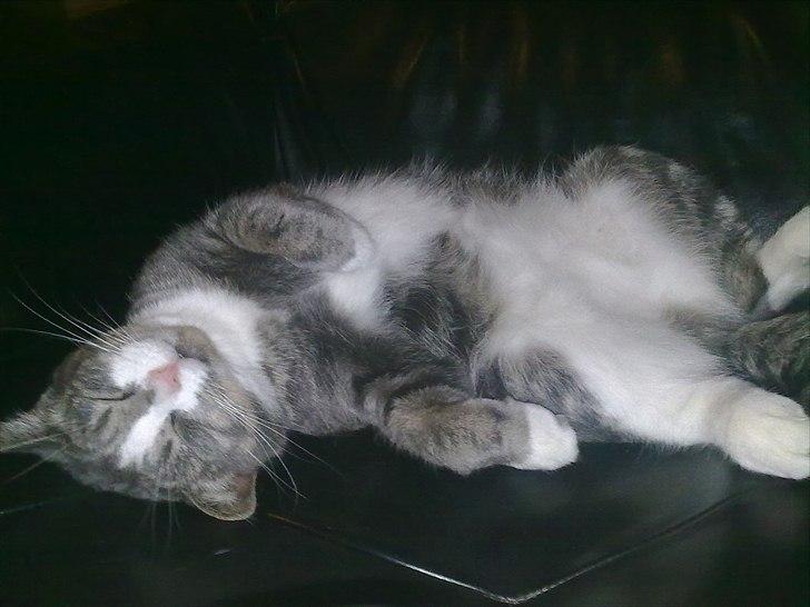 Huskat Freja - i dyb dyb søvn.. billede 17