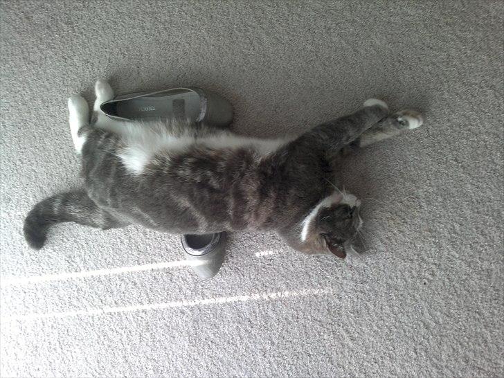 Huskat Freja - elsker sko præcis som sin ejer.. billede 18