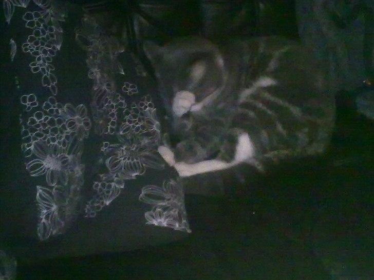 Huskat Freja - puttegris billede 19