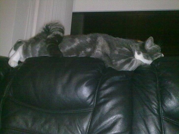 Huskat Freja - jaja.. kan også gå søvne.. billede 20